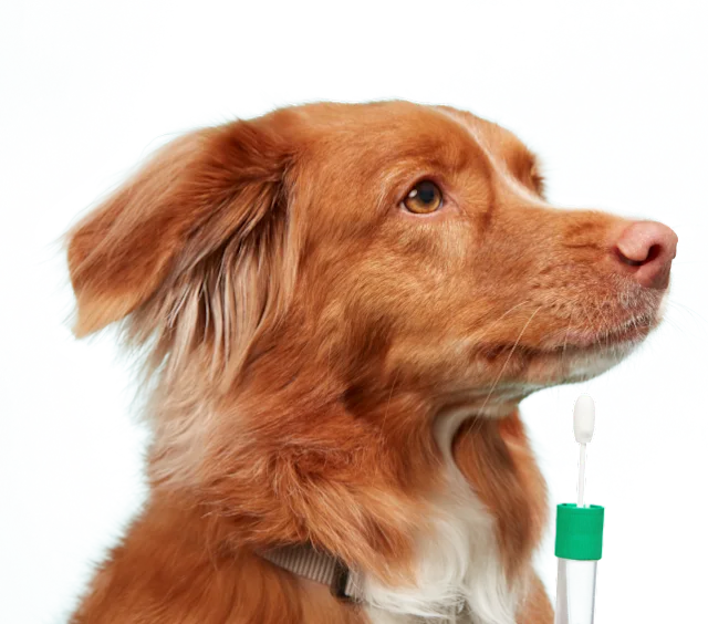 Dog being swabbed
