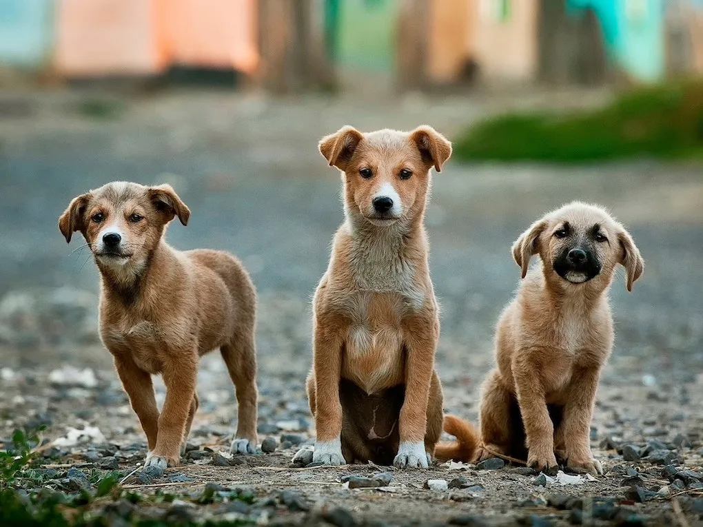 What is a Village Dog